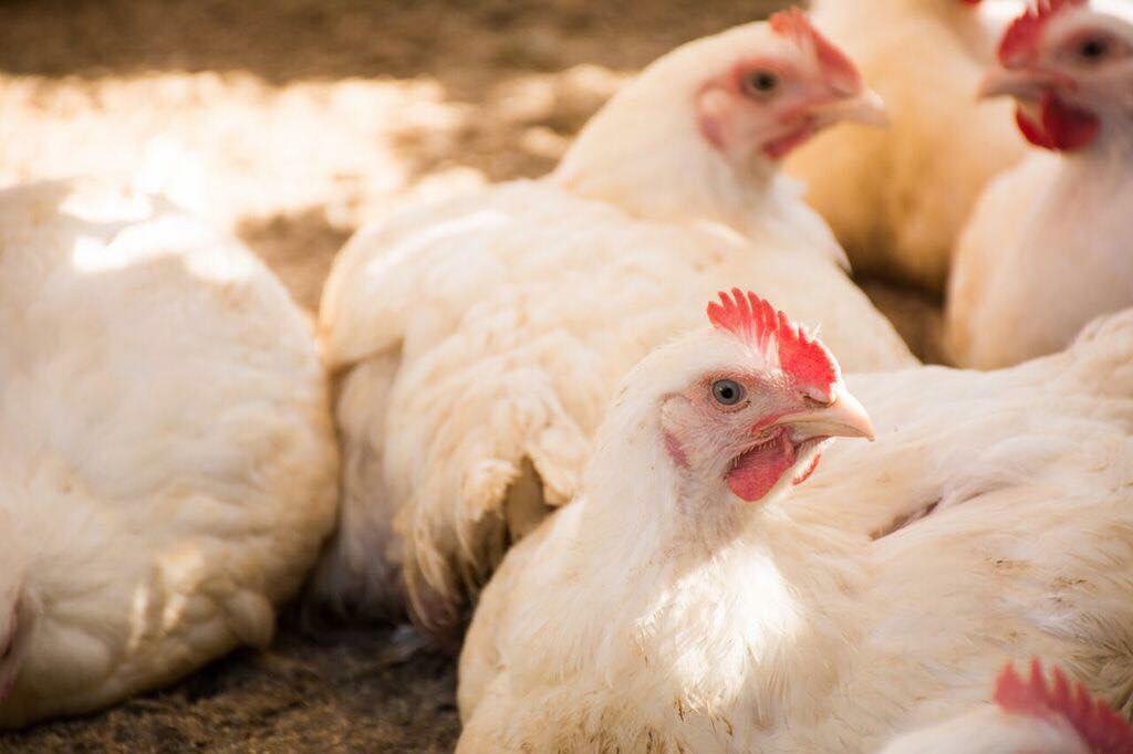 Criaderos de pollo orgánico: por qué conviene poner atención a la calidad