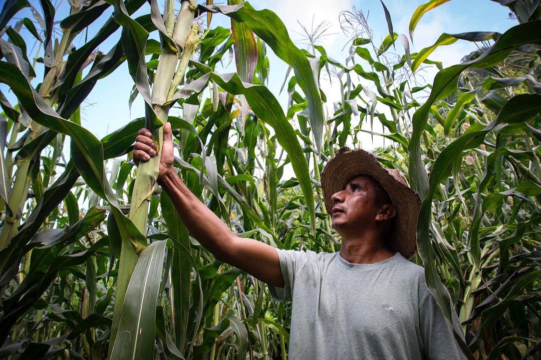 Tamoa al rescate del maíz criollo