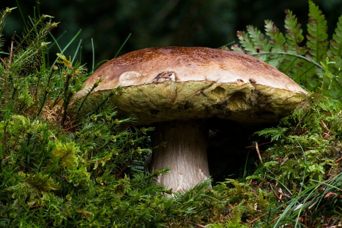 10 hongos que debes conocer esta temporada de lluvias y cómo cocinarlos