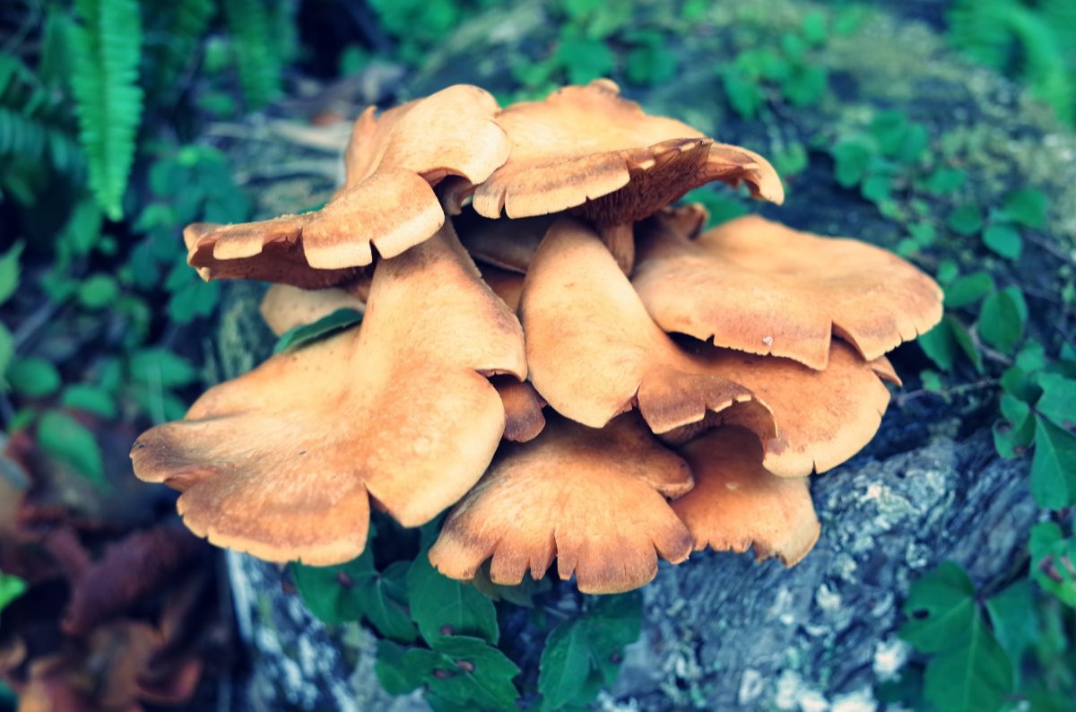 alimentos hipocalóricos 10 hongos que debes conocer esta temporada de lluvias y cómo cocinarlos