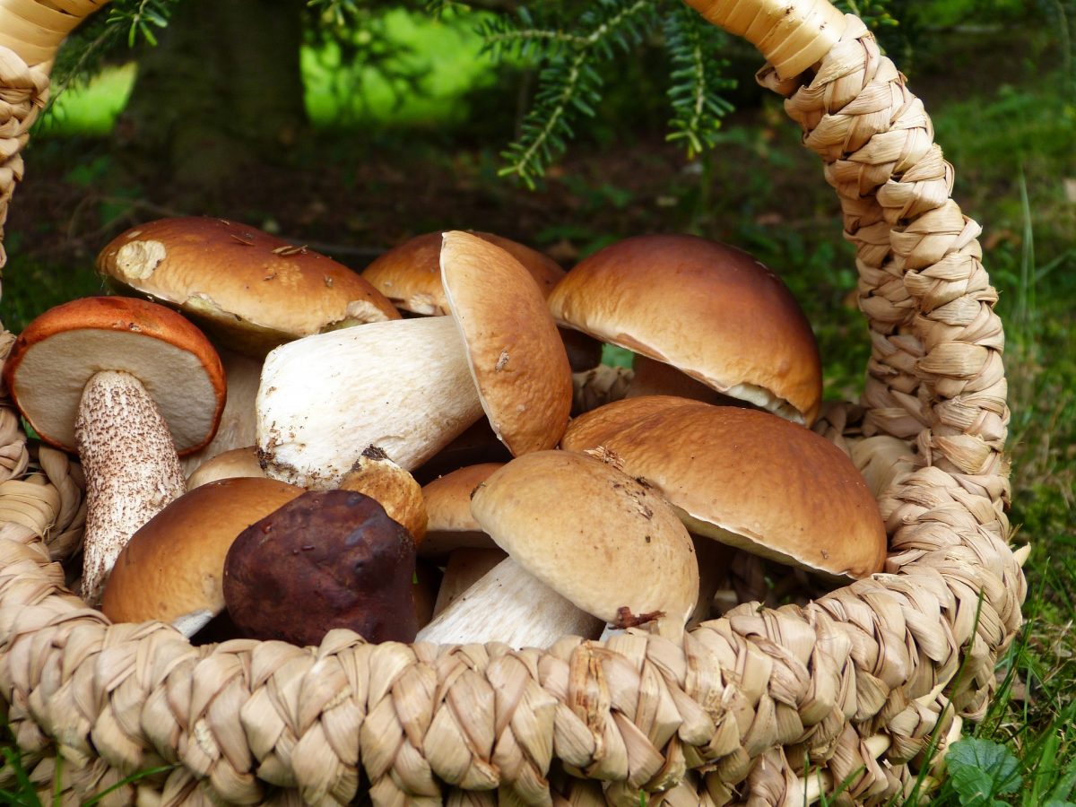 10 hongos que debes conocer esta temporada de lluvias y cómo cocinarlos
