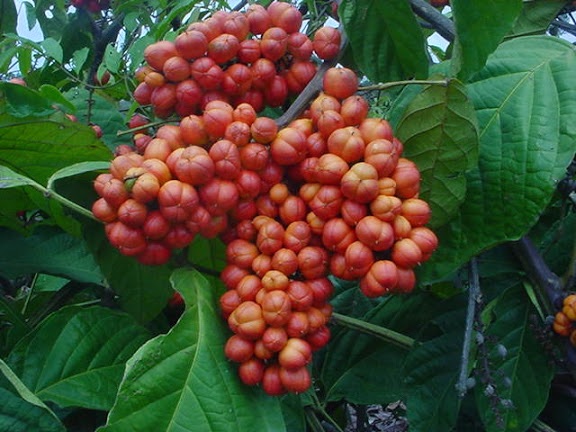 frutas endémicas selva amazónica amazonas