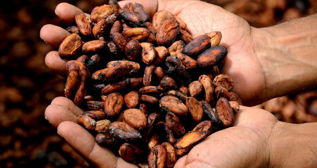 Del grano a la tablilla ¿Cómo es el proceso del cacao para ser chocolate Ruby?