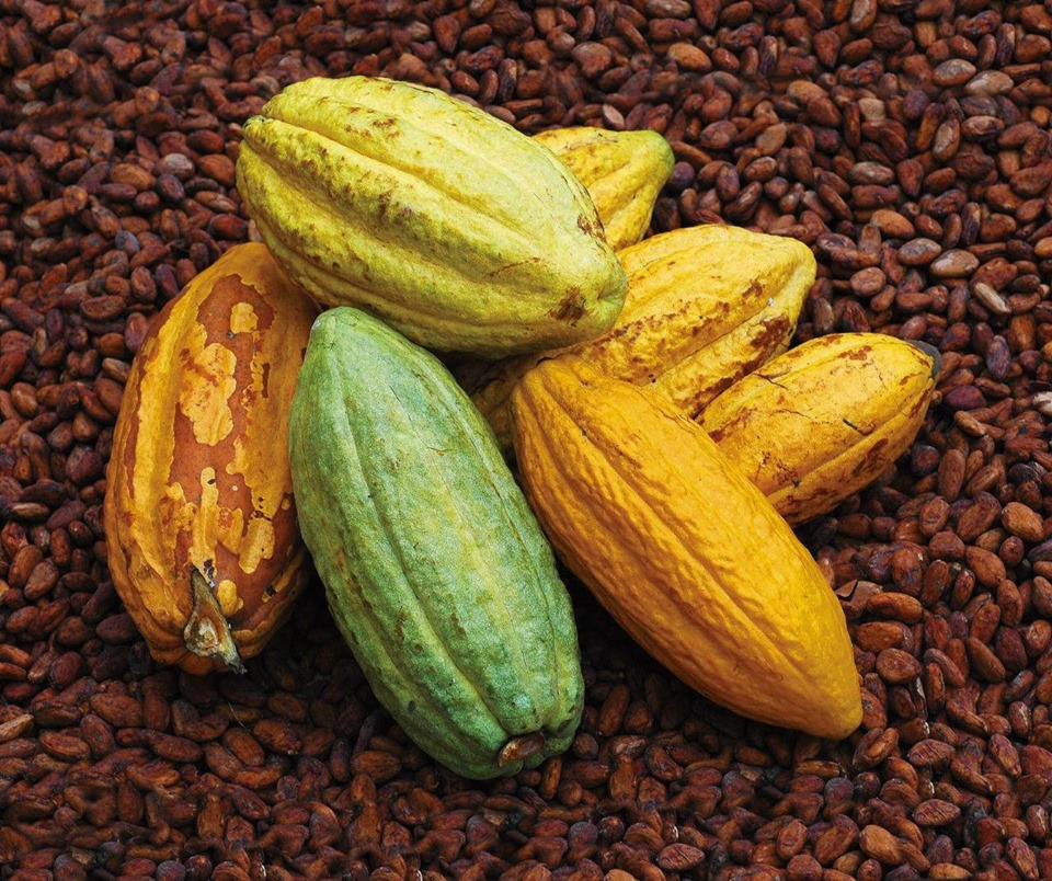 República del cacao Ecuador Naty Toledo