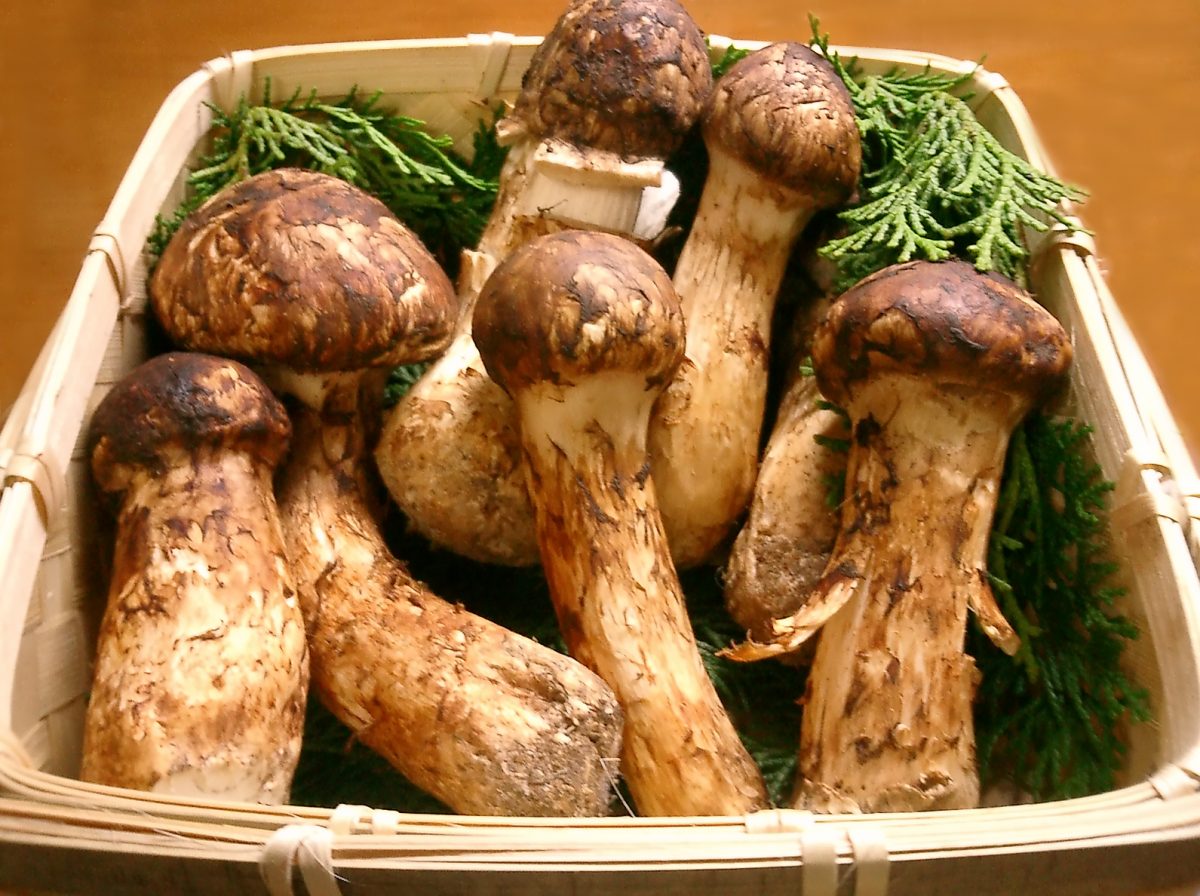 alimentos más caros y exóticos del mundo hongo matsutake