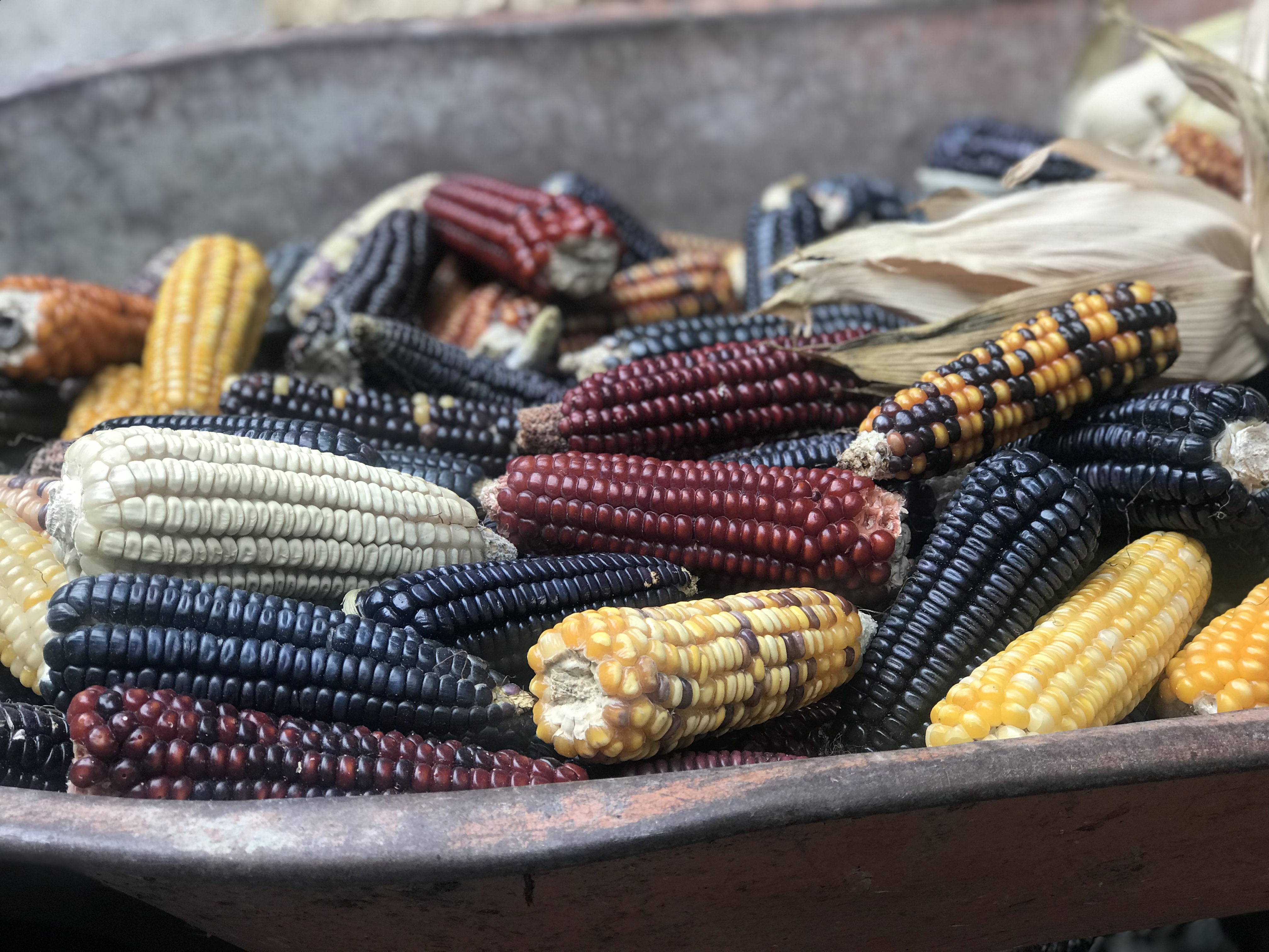 Las variedades de maíz oaxaqueño y sus 35 razas