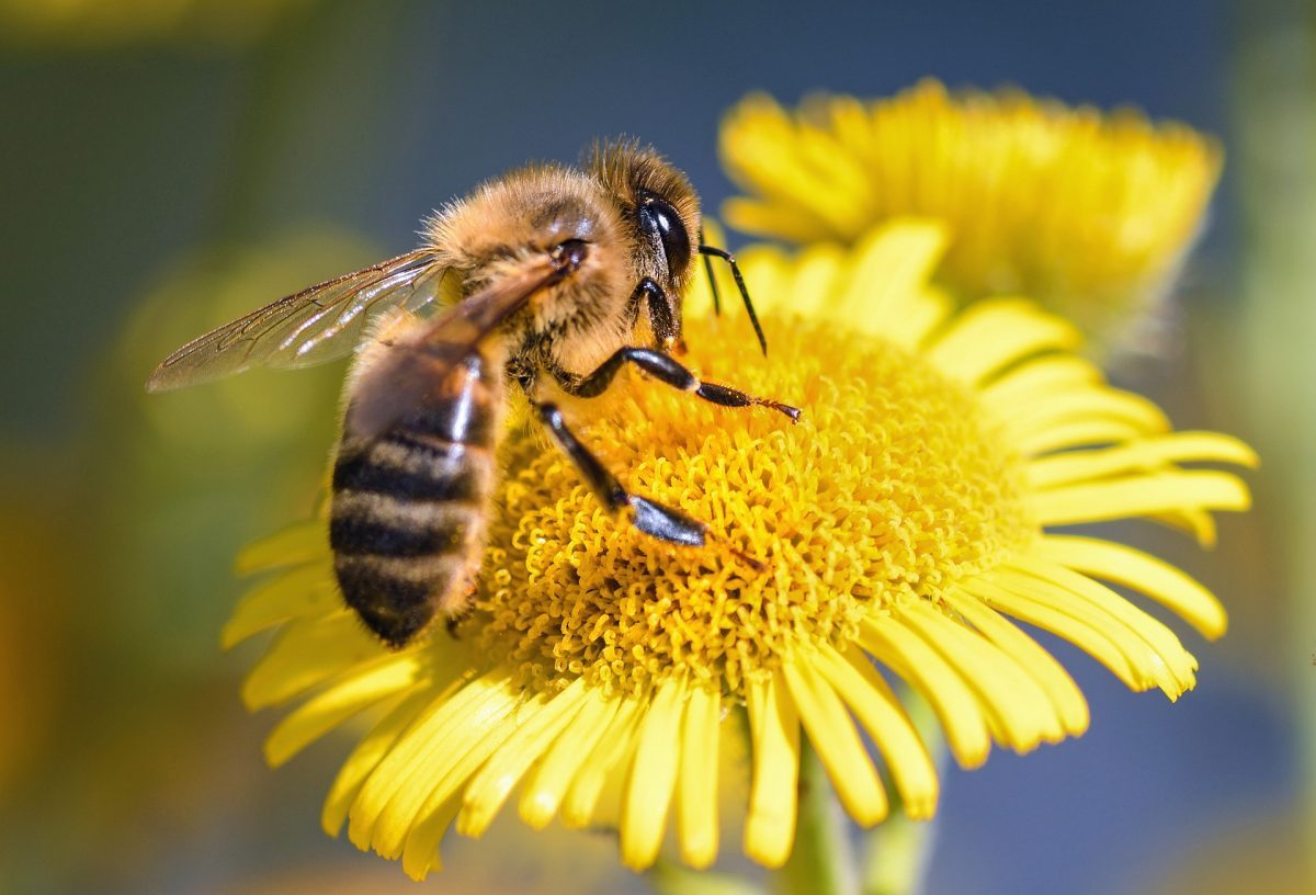 ¿Qué animal hace la miel?