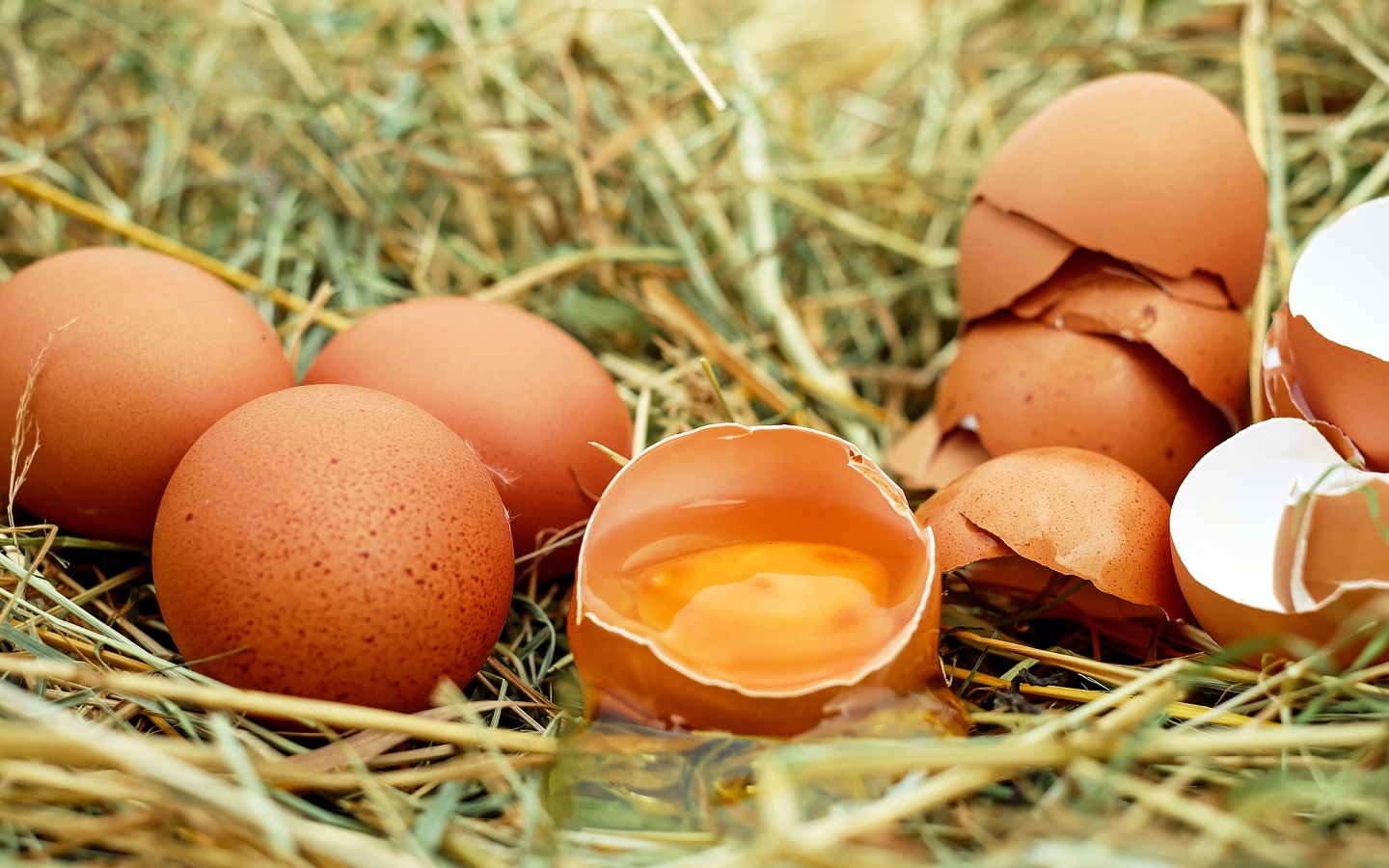 conservar y elegir huevos 