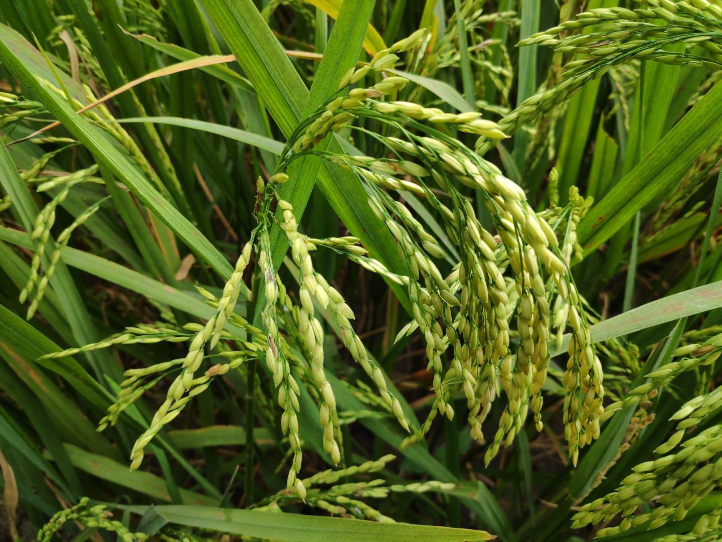 planta de arroz