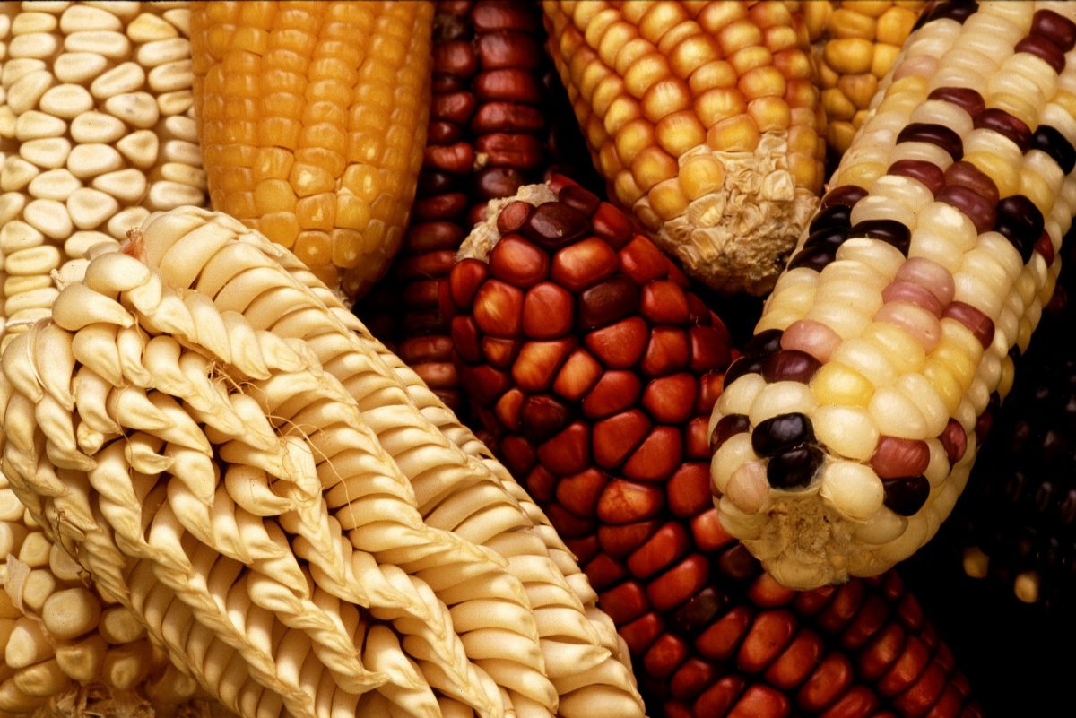 El maíz nativo fue nombrado patrimonio alimentario y cultural