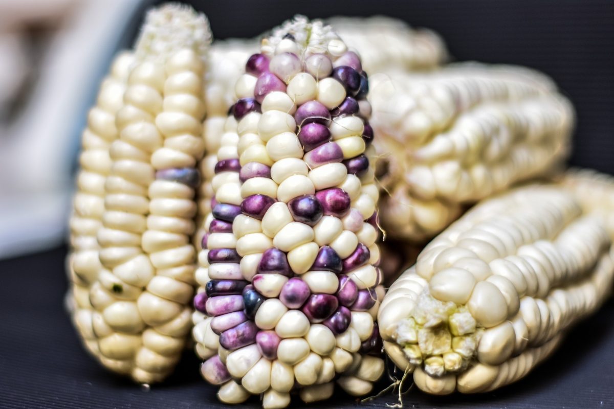 fomento y protección de maíz nativo