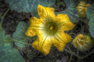 flor de calabaza