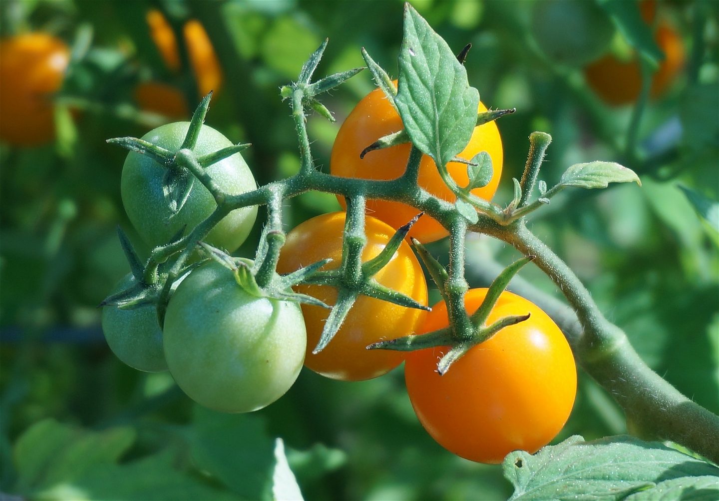 tipos de tomate