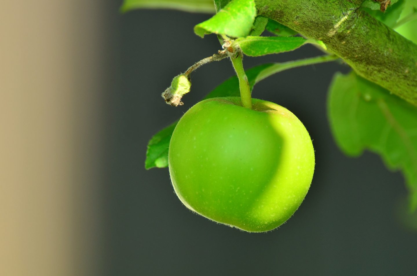 hipertensión alimentos manzanas beneficios fruta
