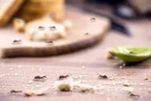 Remedios naturales para ahuyentar a las hormigas de tu cocina, amigables con el medio ambiente / Foto: Pexels