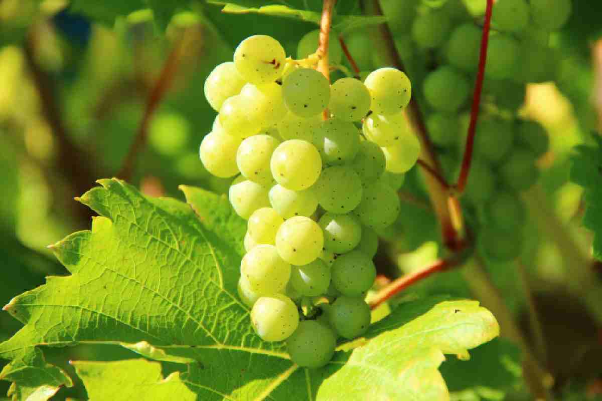 Las uvas son unas de las frutas que no pueden faltar este Fin de Año. 