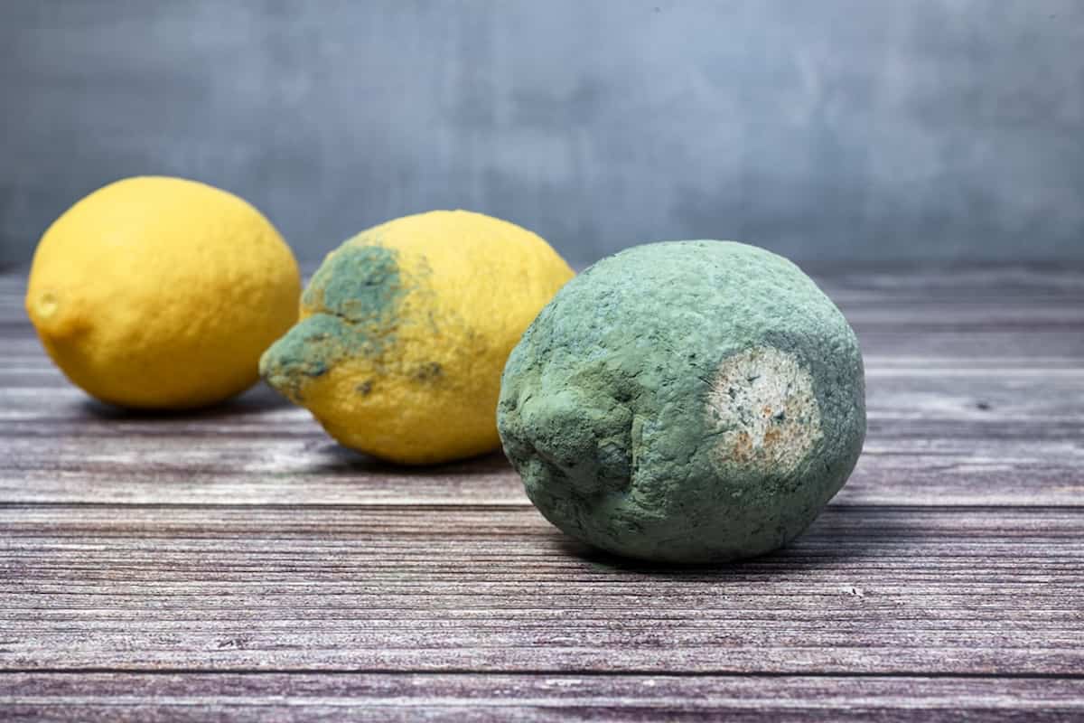 Imperfecciones de limones amarillos a causa de las inclemencias.