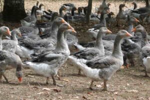 el foie gras se ha convertido en una controversia ética en diferentes partes del mundo. 