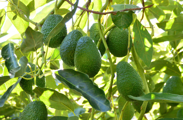 Hoja de aguacate: qué es, para qué sirve y cómo se usa