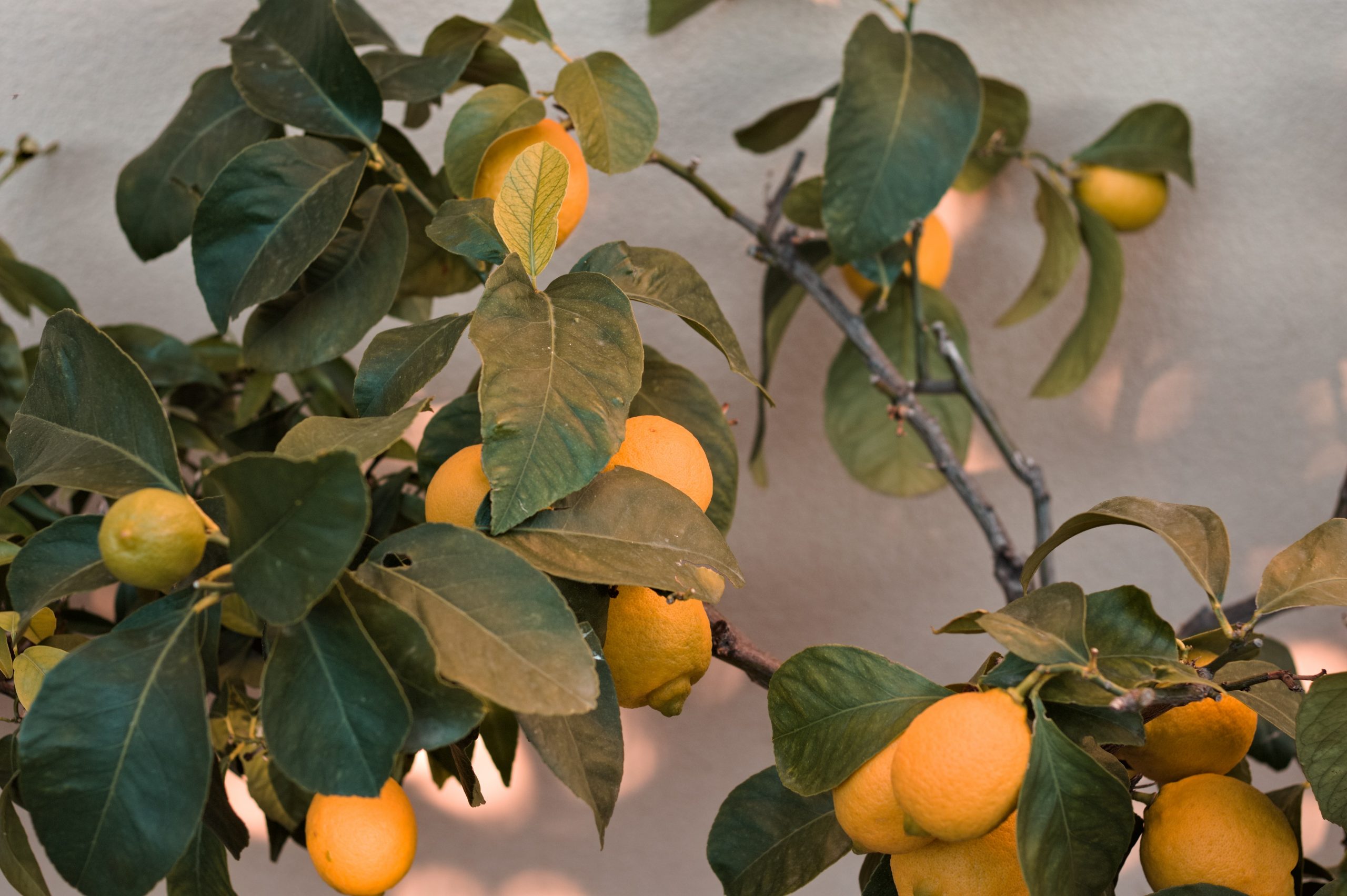 árbol de limón en maceta