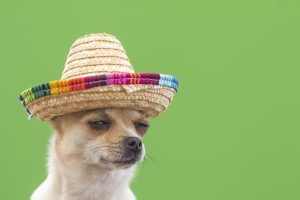 Cinco de mayo