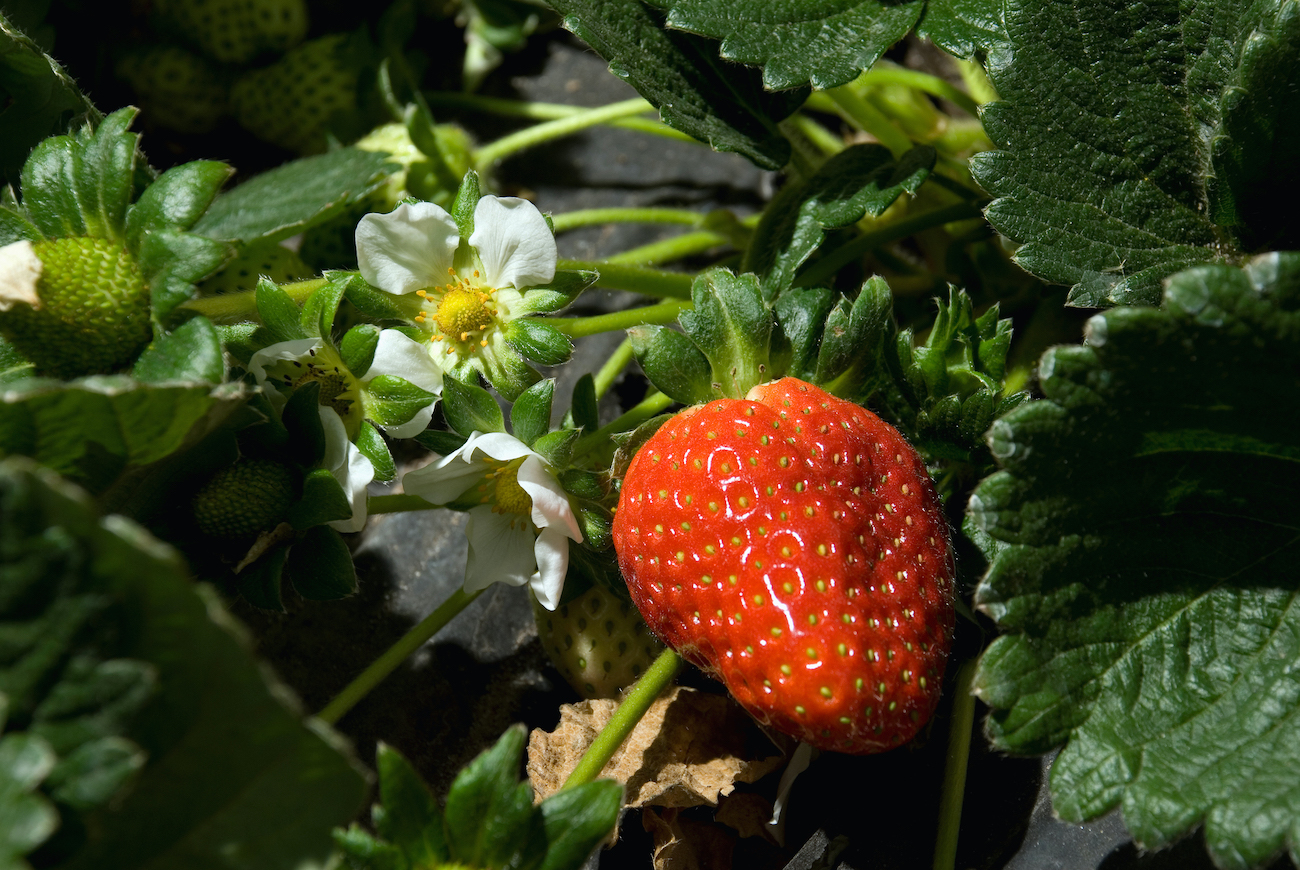 Fresas son frutas que pertenecen a la familia de las rosas