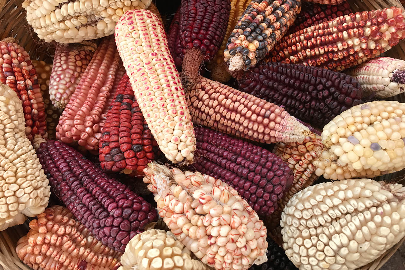 Mazorcas de maíz palomero mexicano