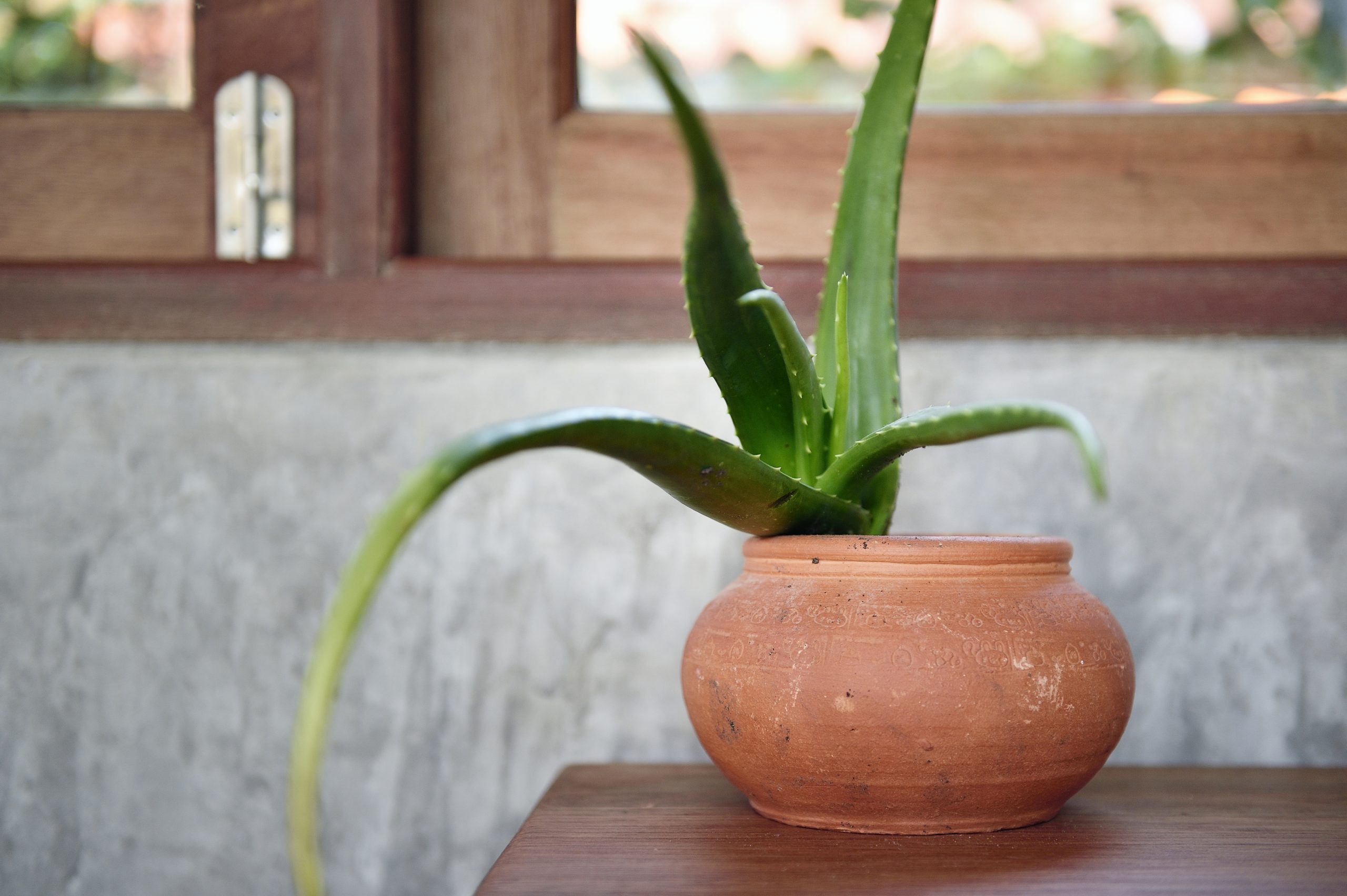 Aloe Vera / plantas que absorben el calor6