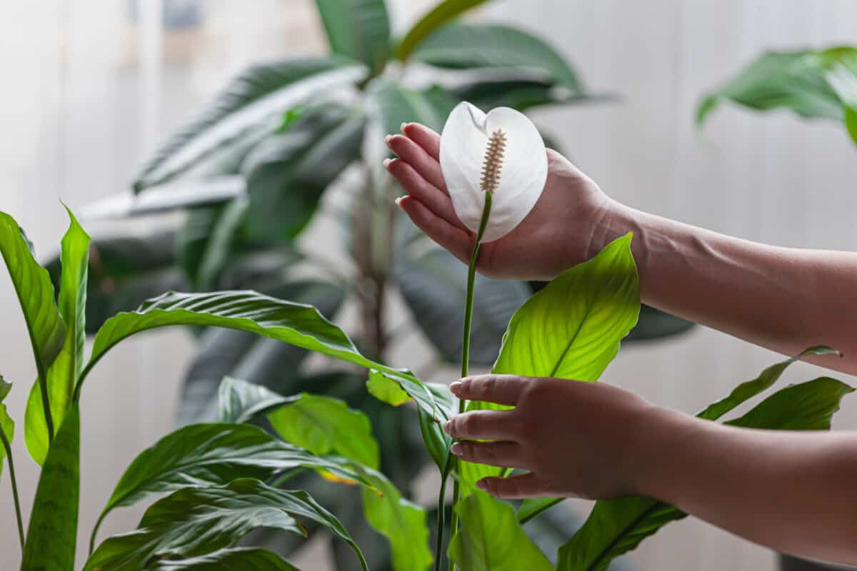 Cuna de moisés / plantas que absorben el calor