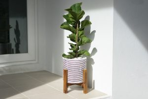 Ficus / plantas que absorben el calor6