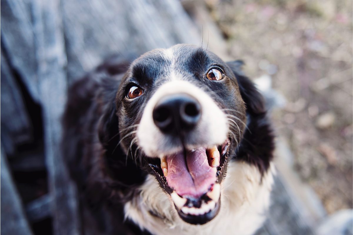 Alimentos que no deben de comer los perros: Perro feliz en el campo con su dueño.