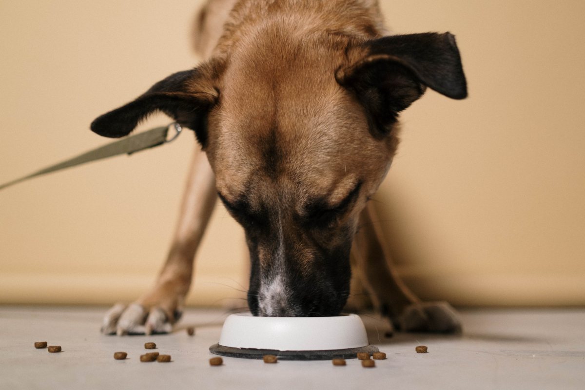 Perro comiendo sus croquetas