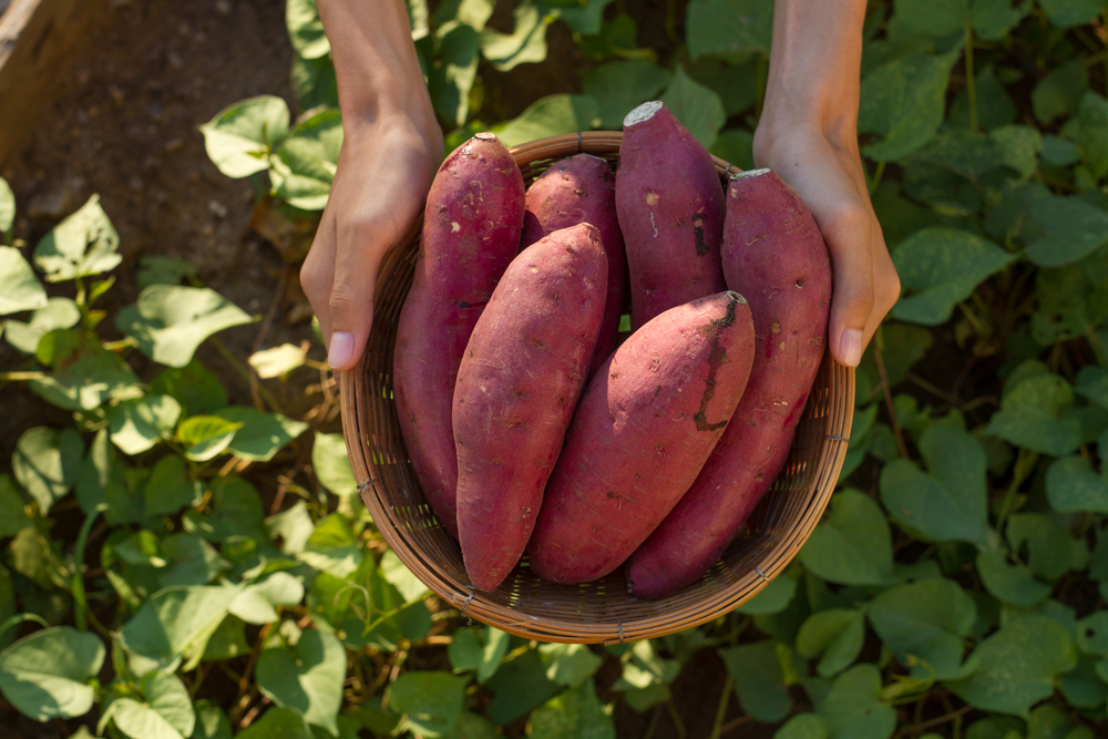 El camote es una gran fuente de vitaminas y antioxidantes