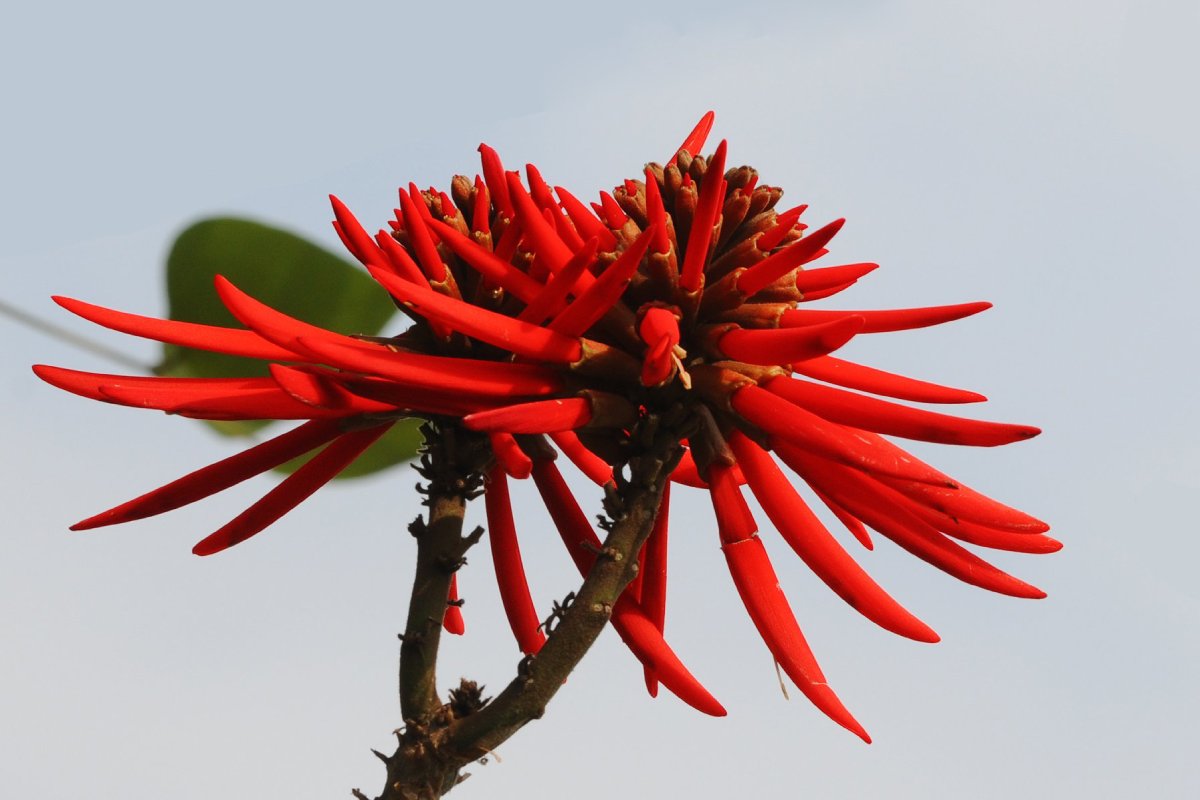 Flor de colorín que es usada dentro de la comida mexicana.