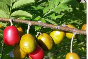 Arbol del yoyomo