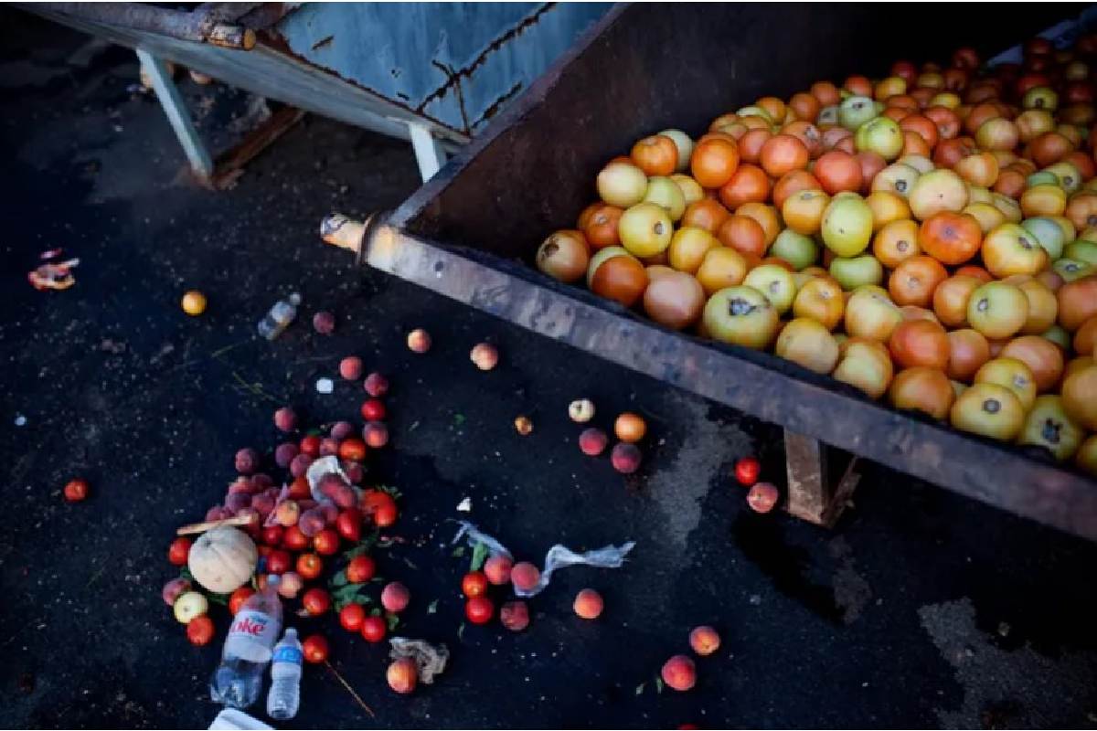 Banco de Alimentos: Tomates no vendidos llenan un contenedor de basura en un mercado de agricultores 