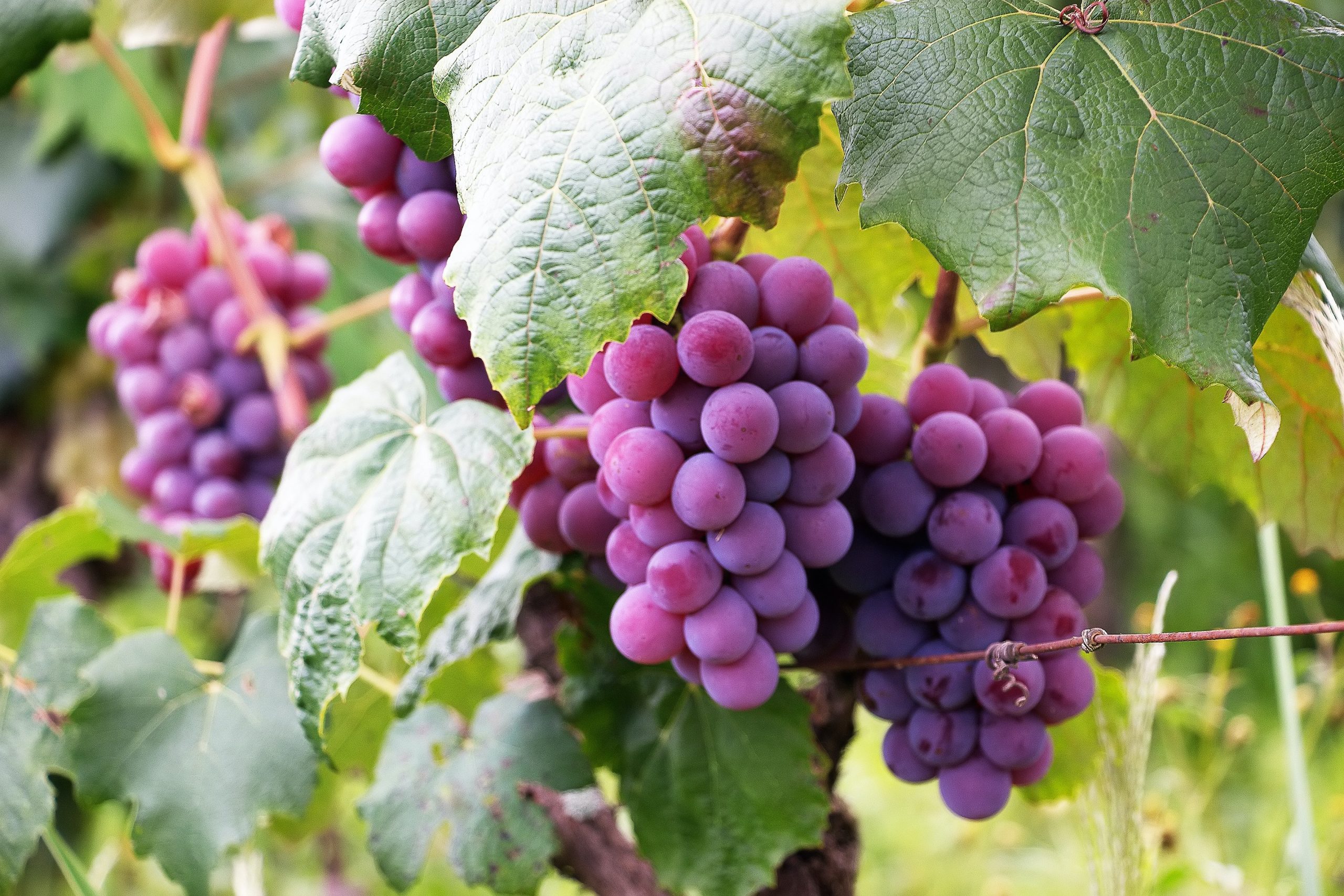La vid es la planta de la uva que se siembra en los viñedos