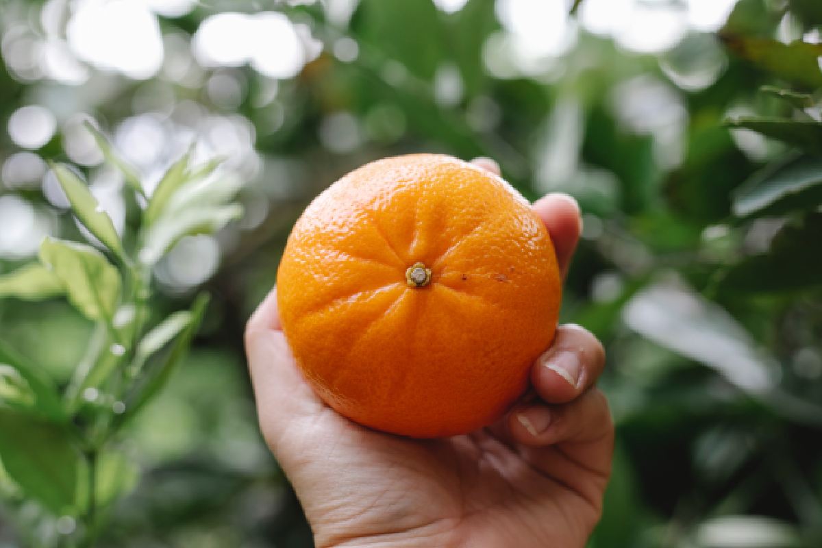 La mandarina es un fruto de Otoño que contiene muchas vitaminas.