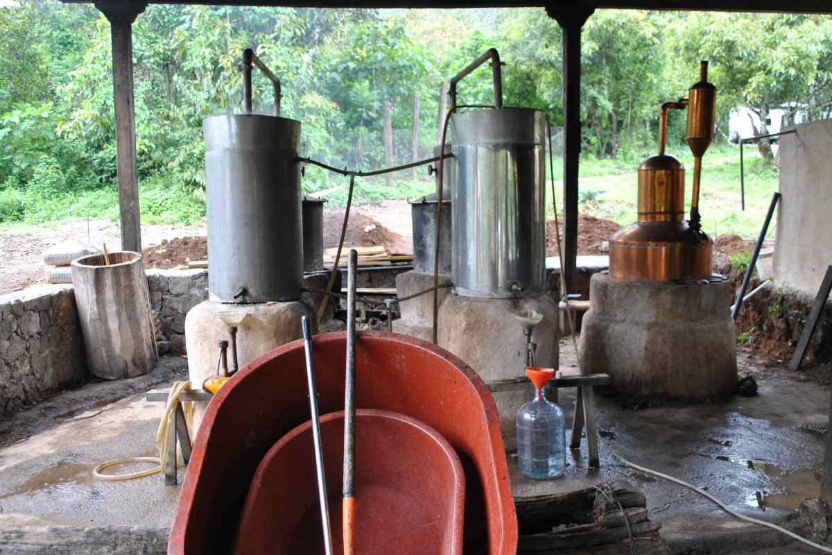 Destilación de la raicilla