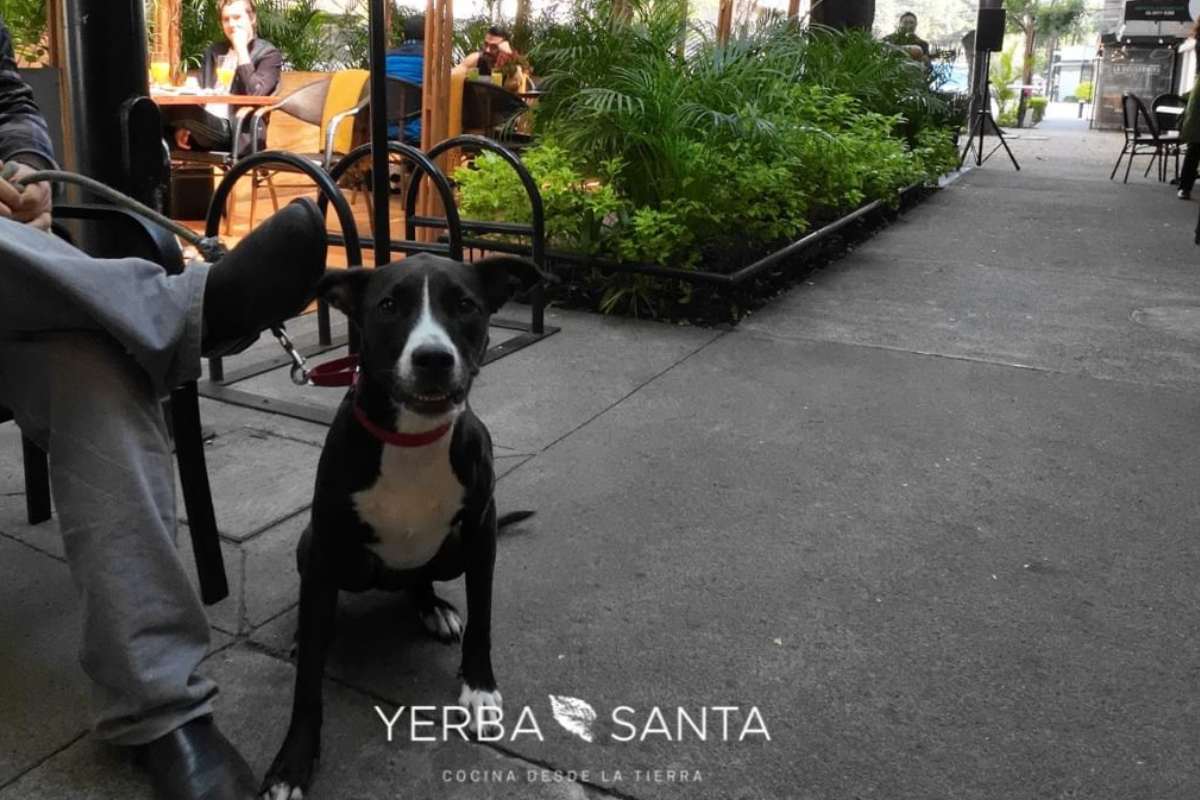 Yerba Santa, restaurante petfriendly en donde tu mascota es bien recibida.