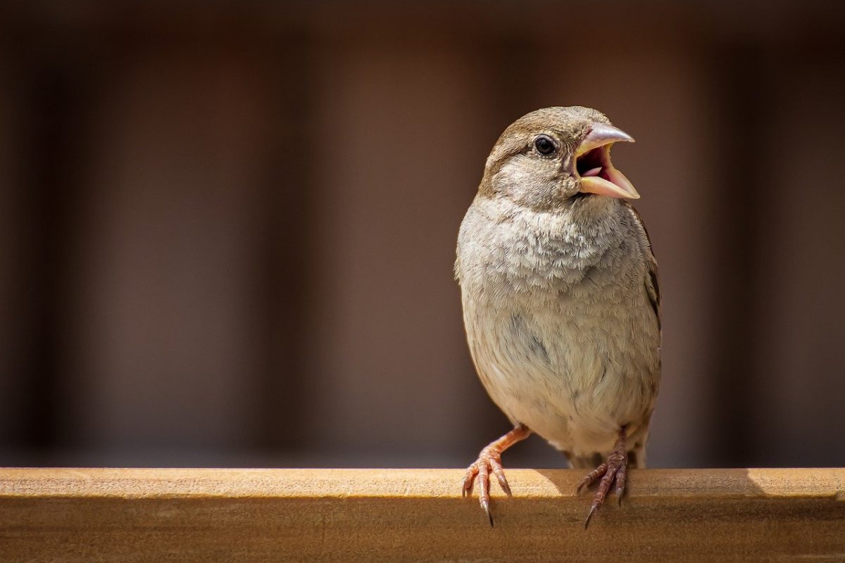 ortolan bunting un platillo francés macabro