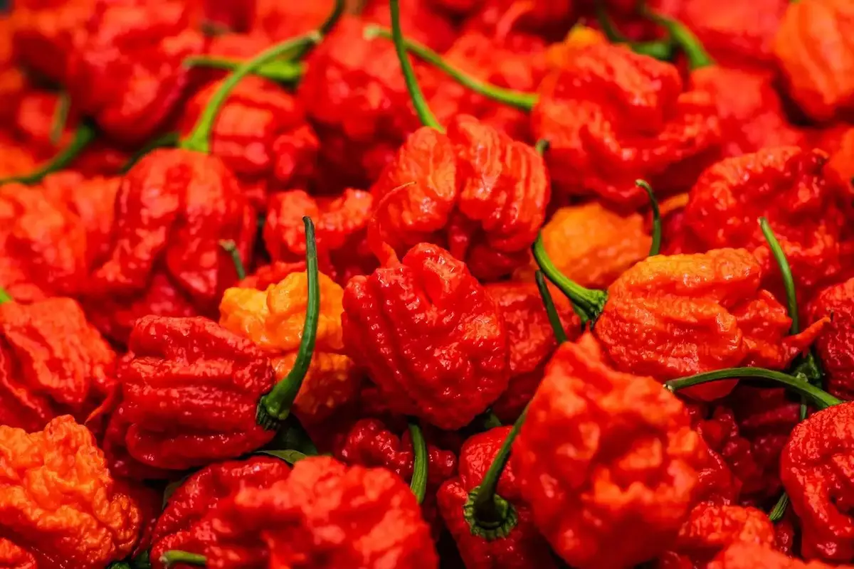 Carolina Reapper era el chile más picante del mundo