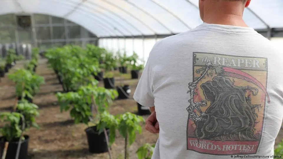 Un empleado con una camiseta de Carolina Reaper observa uno de los invernaderos de Ed Currie; lugar donde criaron el chile más picante del mundo.