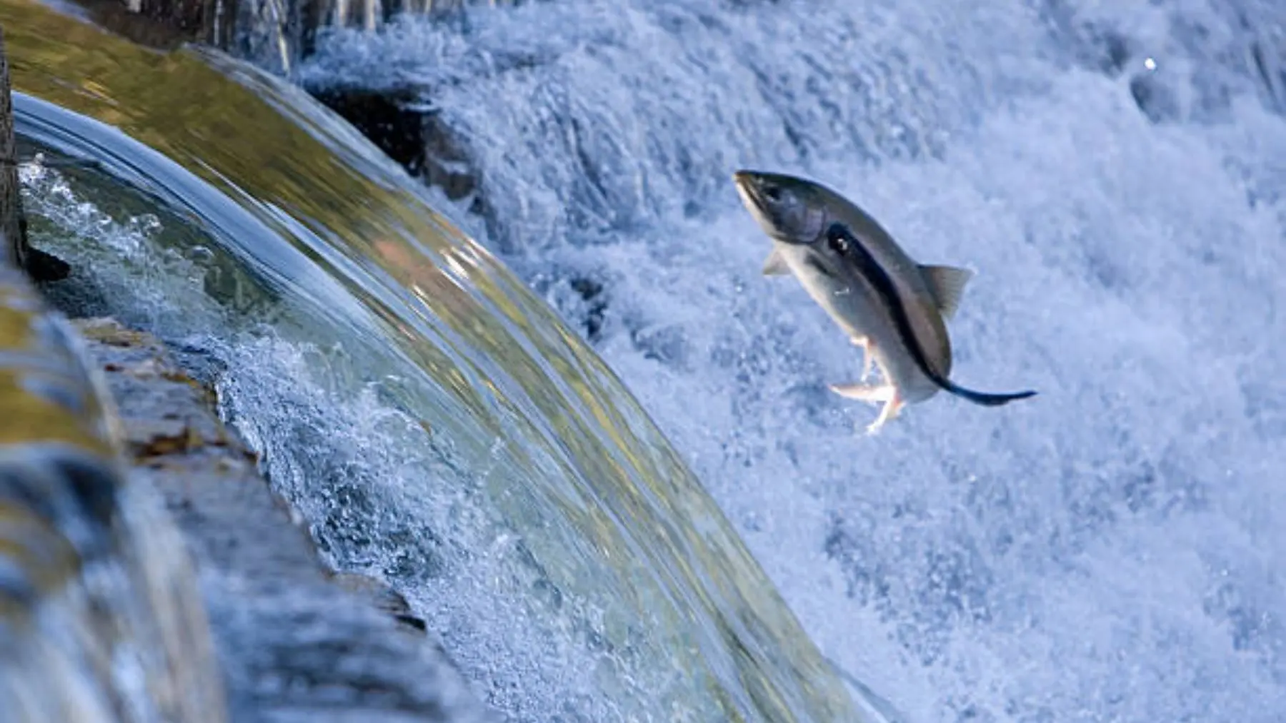 salmón, pez que nace en río