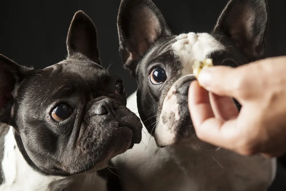 Snack para perro para qué sirven 