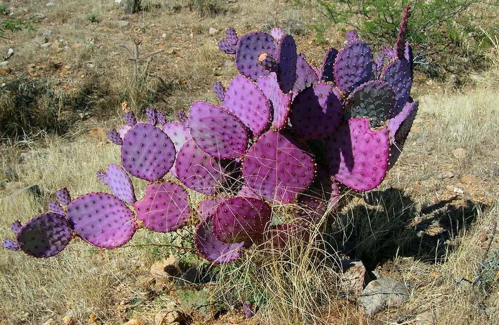 Nopales morados zona del silencio DUrango