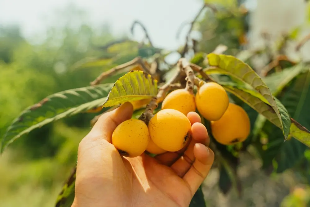 ¿Qué son los nísperos? Fruta en México