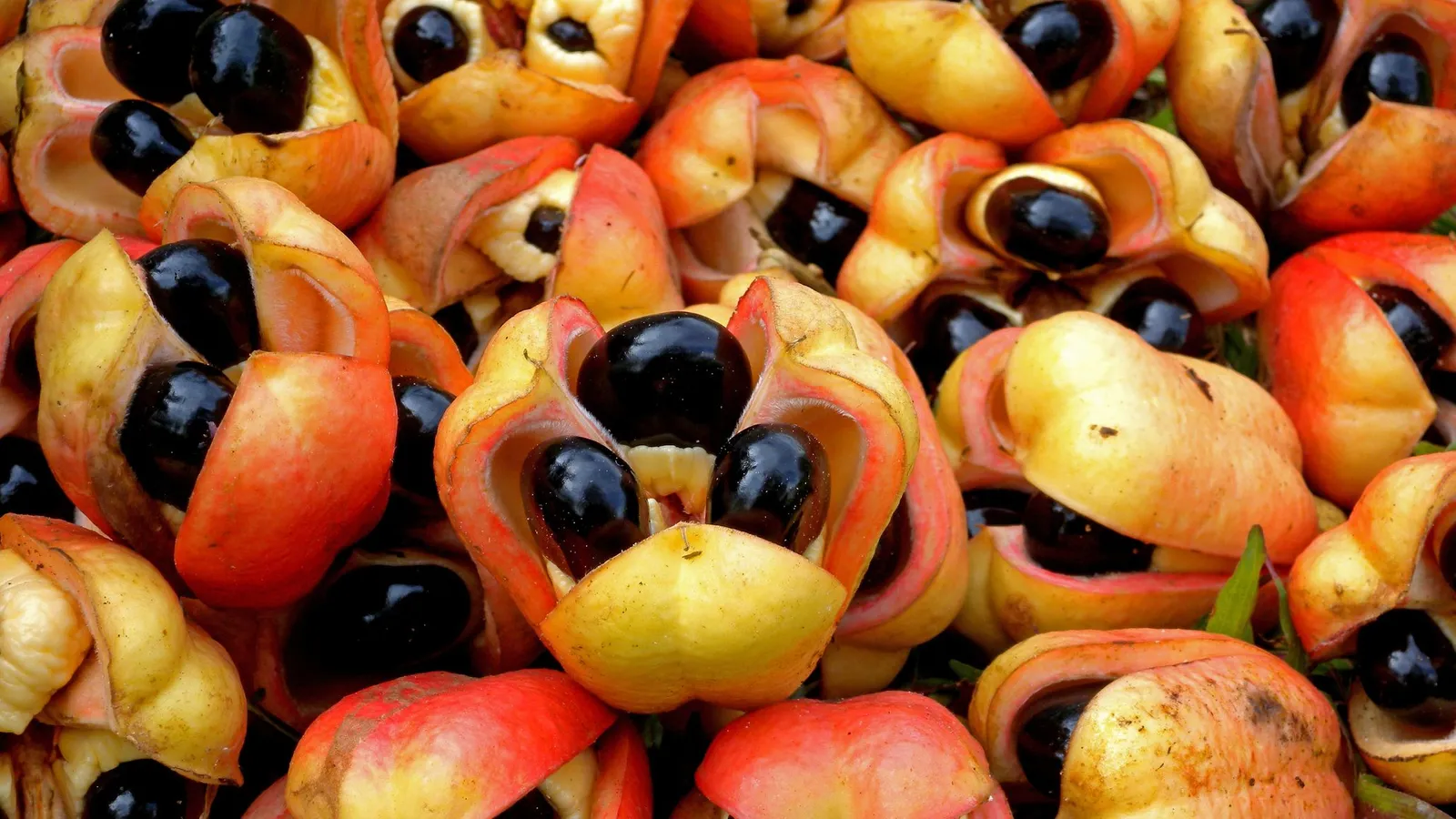 El ackee, también conocido como “akee” o “akí”, es la fruta nacional de Jamaica 