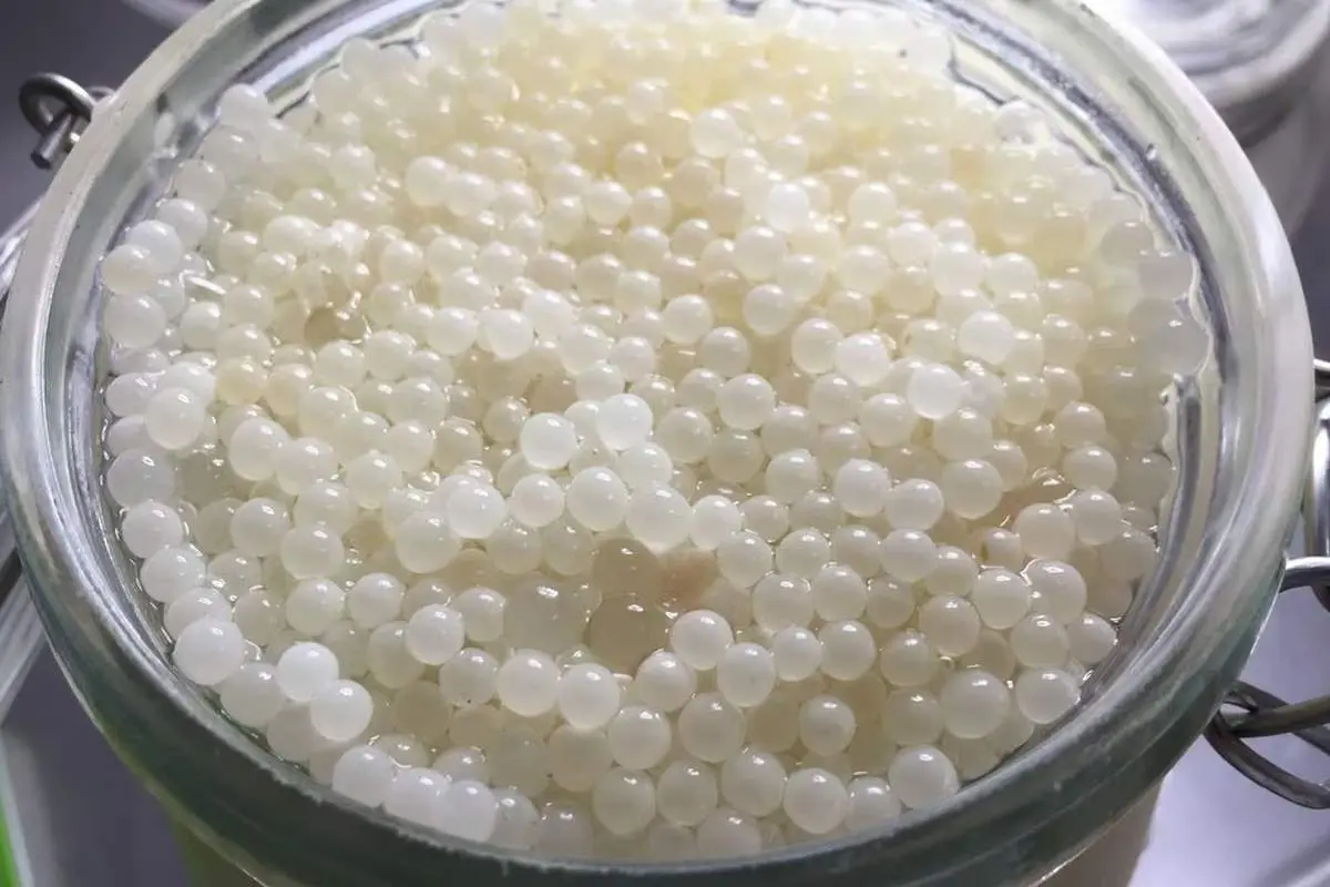 El caviar blanco es uno de los alimentos más caros del mundo.