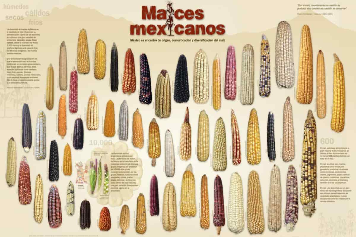 Las 60 razas de maíces de México son el resultado de la cuidadosa selección de diversos grupos indígenas por alrededor de 10,000 años y mas recientemente también por los grupos mestizos.